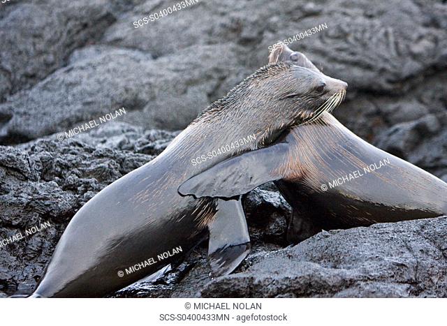 Adult male Galapagos fur seals Arctocephalus galapagoensis mock-fighting on lava flow of Santiago Island in the Galapagos Island Archipeligo