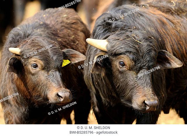 Asian water buffalo, wild water buffalo, carabao (Bubalus bubalis, Bubalus arnee), two water buffaloes standing side by side and looking away