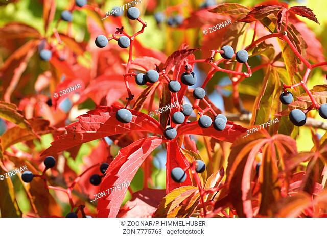 Parthenocissus quinquefolia, Wilder Wein, Virginian creeper, Herbstfärbung, Früchte