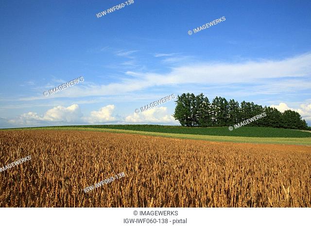 Japan, Hokkaido, Biei, Barley field