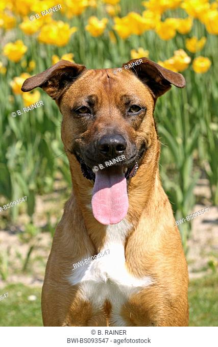 mixed breed dog (Canis lupus f. familiaris), Malinois Mix, portrait