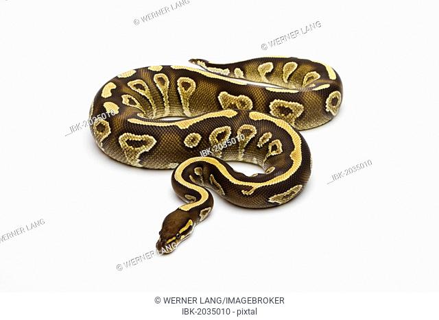 Phantom Yellow Belly Ball Python or Royal Python (Python regius), female