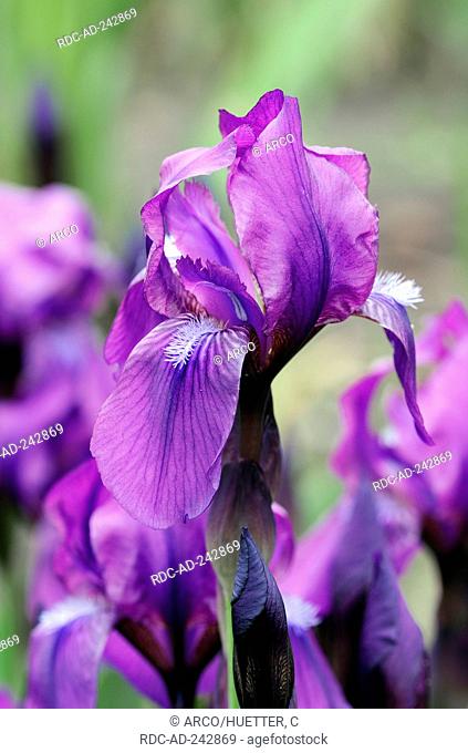 Japanese Iris Iris ensata Iris kaempferi Japanese Water Iris