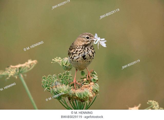 Meadow Pipit (Anthus pratensis), with captured butterfly, Pterophorus spec