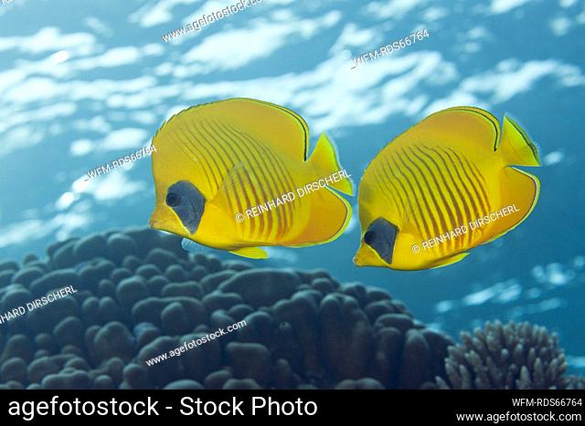 Pair of Masked Butterflyfish, Chaetodon semilarvatus, Giftun Island, Red Sea, Egypt