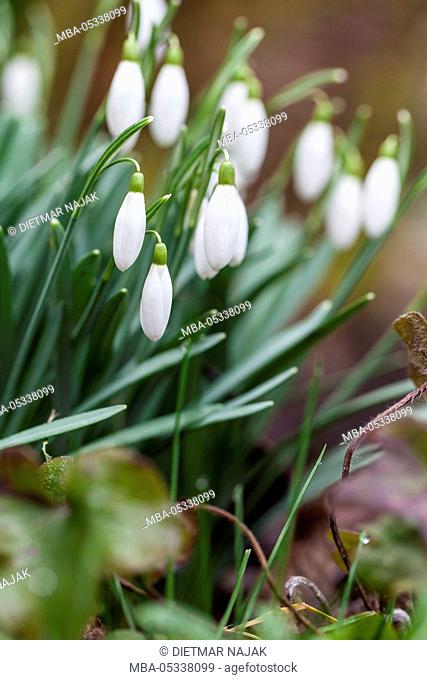 Snowdrops, Galanthus nivalis with morning dew