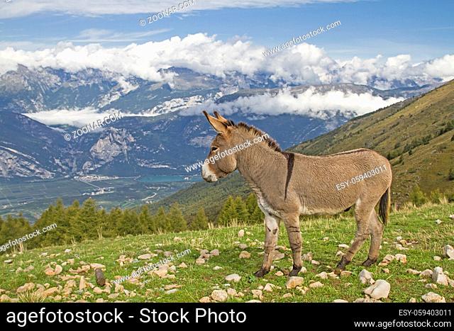 Esel weidet auf einer einsamen Bergwiese in der Gebirgsgruppe des Monte Bondone in den Trentiner Bergen