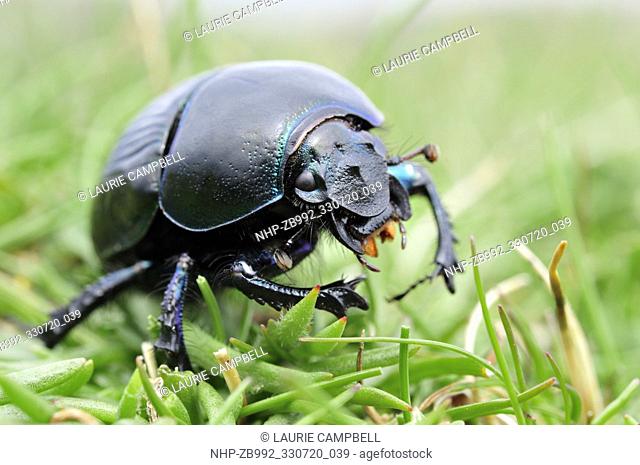 Dor Beetle (Geotrupes stercorarius) photographed on machair grasslands on West Lewis, Outer Hebrides, Scotland, August 2009