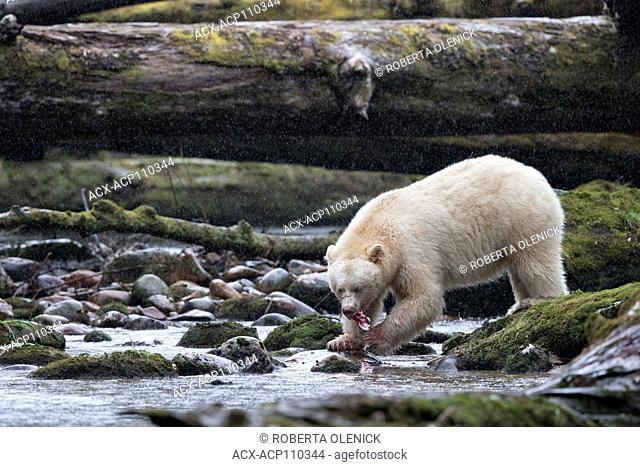 Spirit bear (Ursus americanus kermodei), male, foraging along salmon (Oncorhynchus sp.) spawning creek, Great Bear Rainforest, British Columbia, Canada