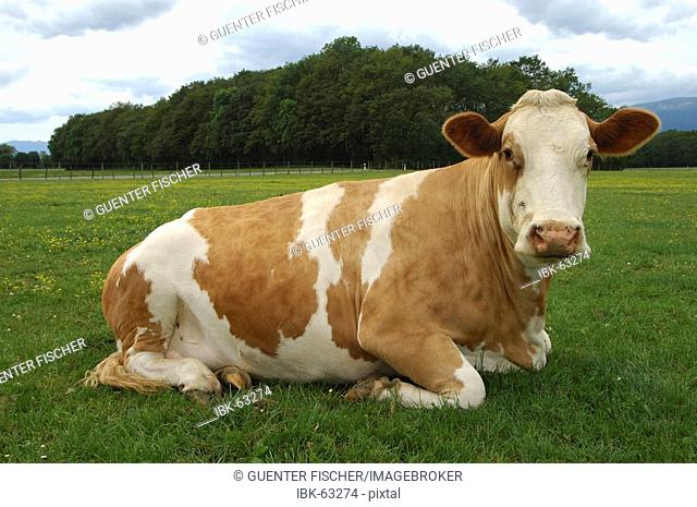 Resting hornless brown-white dairy cow