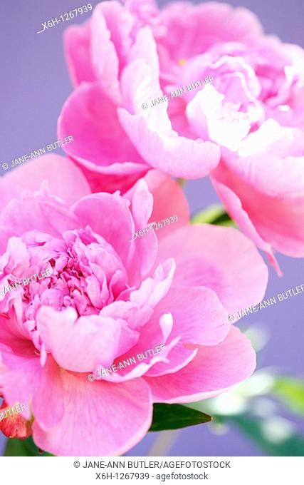 Two Lovely Fragrant Sarah Bernhardt Pink Peonies