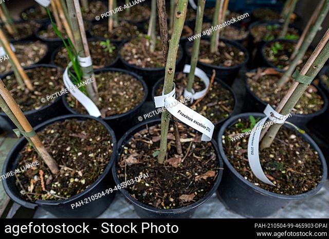 04 May 2021, Saxony, Schkeuditz: Young ash seedlings stand on a wagon in the floodplain forest near Leipzig. The planting of the 125 seedlings is part of a...