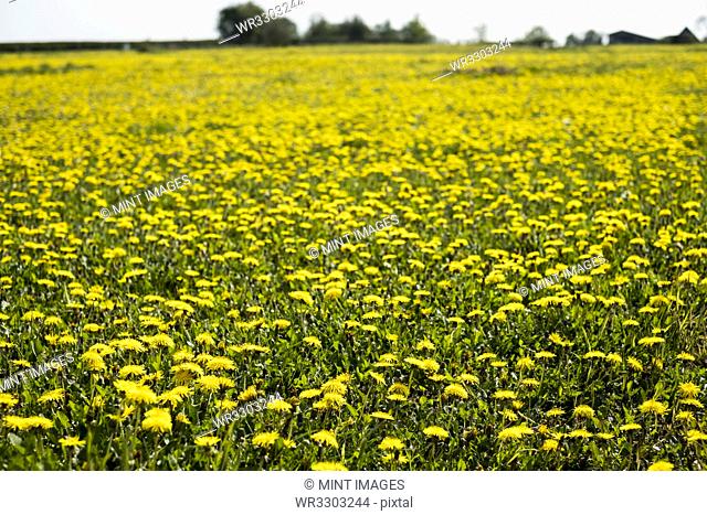 View across a field of Dandelions with bright yellow blossoms