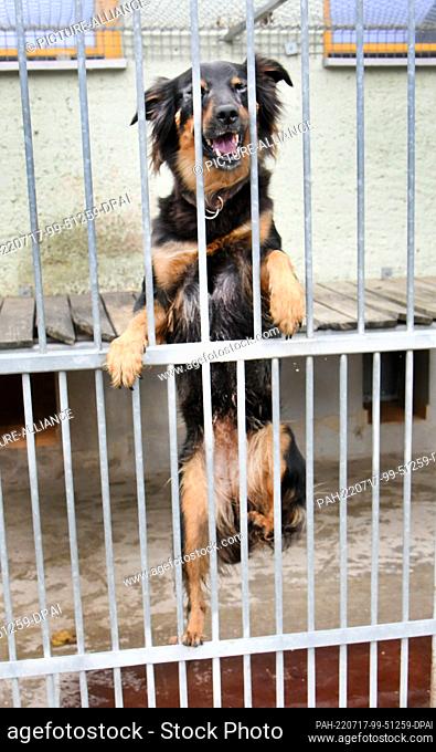 14 July 2022, Saxony, Leipzig: At the Leipzig animal shelter, six-year-old herding dog mix ""Kira"", classified as dangerous, jumps up on the bars of his kennel