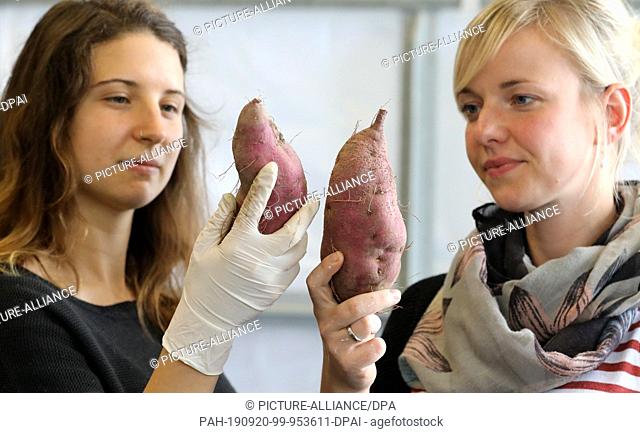 12 September 2019, Mecklenburg-Western Pomerania, Gülzow: Julia Olszowy (l-r) and Ann-Christin Hillenberg are crediting freshly harvested sweet potatoes at the...