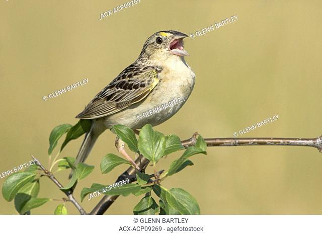 A Grasshopper Sparrow Ammodramus savannarum at the Carden Alvar in Ontario, Canada