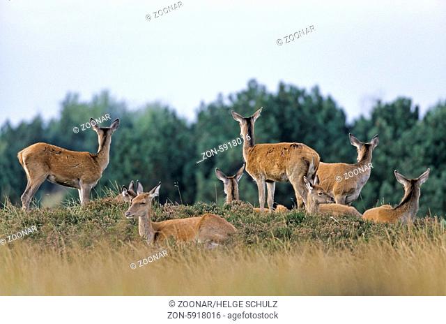 Rottiere und Kaelber stehen sichernd auf einem Huegel mit Heidekraut - (Rotwild - Edelhirsch) / Red Deer hinds and calfs standing on a hill with heath / Cervus...