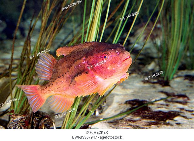 lumpsucker, lumpfish, hen-fish, henfish, sea hen (Cyclopterus lumpus), male