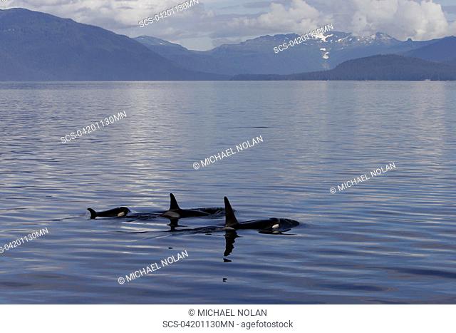 Orca Orcinus orca pod surfacing calm waters in Chatham Strait, southeast Alaska, USA