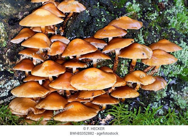 Sheathed woodtuft, Scalycap (Kuehneromyces mutabilis, Galerina mutabilis, Pholiota mutabilis), on deadwood, Germany