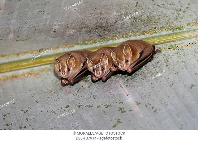 Greater Sac-winged Bat (Saccopteryx bilineata). Manuel Antonio National Park, Costa Rica