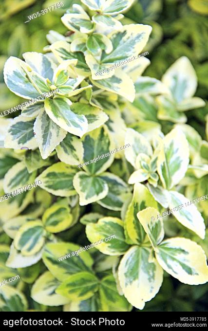 Euonymous Wintercreeper plants growing in garden. Beautiful patterned plant. Texture from green plants. Light Euonymus with green foliage