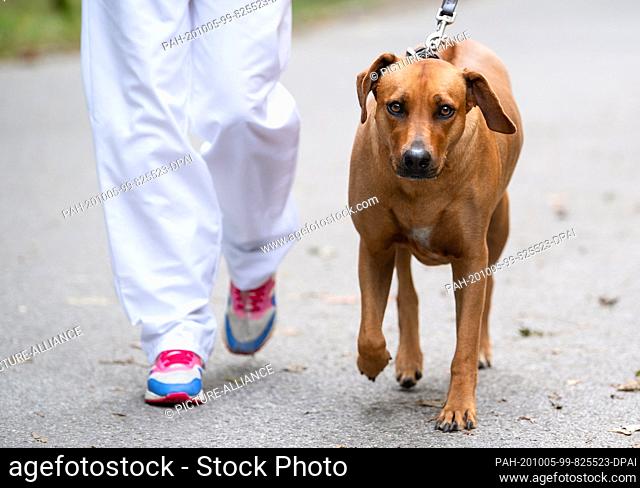 30 September 2020, Bavaria, Munich: Bini, a three-year-old Rhodesian Ridgeback bitch, is brought to her owners by a veterinarian during a special consultation...
