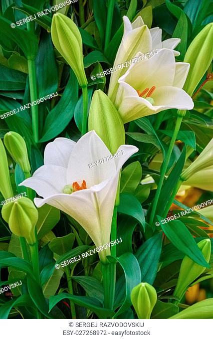 White Lilly Flower among Green Leavesin the Garden