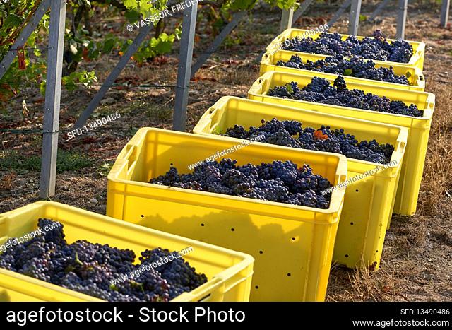 Grape harvest: Pinot Noir grapes in plastic crates, Champagne, France