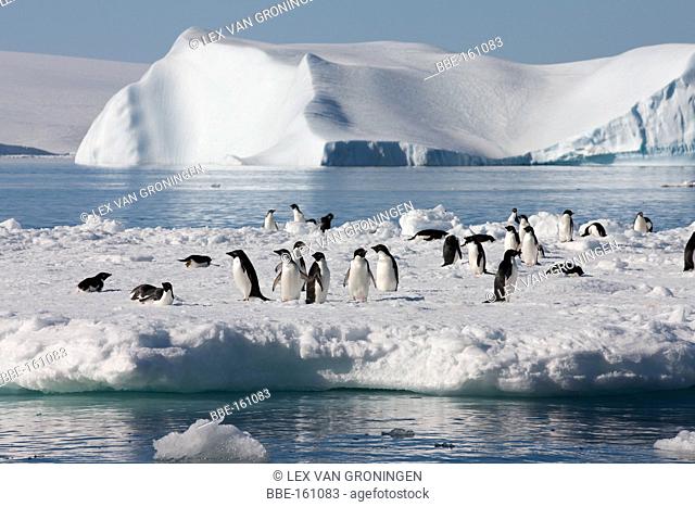 A group of Adelie Penguins (Pygoscelis adeliae) resting on an ice floe in the Weddell Sea, Antarctica