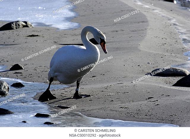 Curious swan