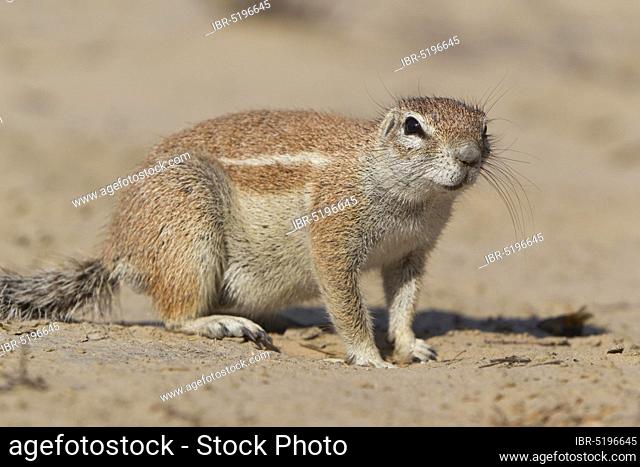 Cape Ground Squirrel (Xerus inauris), Kgalagadi Transfrontier Park, South Africa /