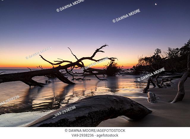 Sunrise and a Crescent Moon over Boneyard Beach on the Blackrock Trail, Big Talbot Island State Park, Florida