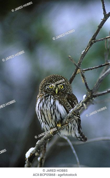 The swarthi subspedies of Northern Pygmy Owl Glaucidium gnoma swarthi occurs on Vancouver Island  The nominate form G g gnoma occurs throughout