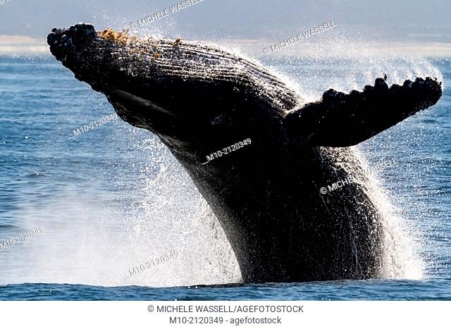 Humpback Whale breaches off the coast of Moss Landing, California, USA