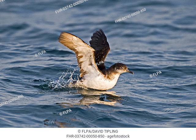 Manx Shearwater Puffinus puffinus adult, taking off from sea, St Brides Bay, off Skomer Island, Pembrokeshire, Wales, july