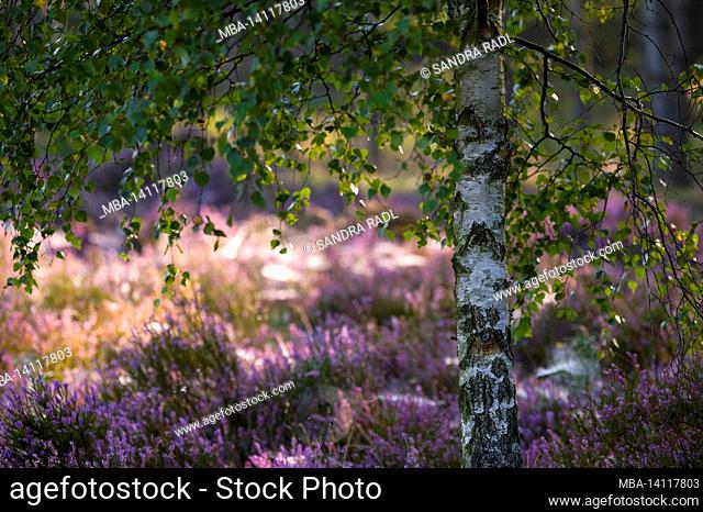 single birch in the heather, in the background the flowers of the common heather glow in the sunlight, morning mood in the behringer heide