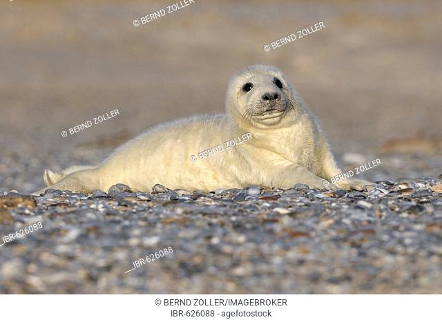 Grey Seal (Halichoerus grypus), newborn