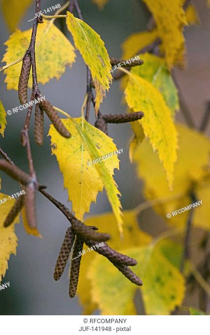 European Weeping birch / Betula pendula