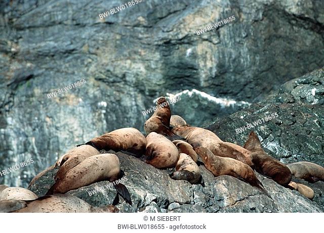 northern sea lion, Steller sea lion Eumetopias jubatus, Feb 00