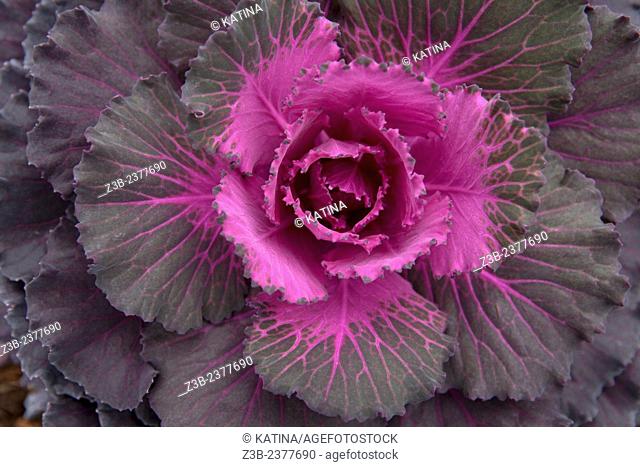 Ornamental Cabbage, Brassica oleracea, in autumn at the Frelinghuysen Arboretum, Morristown, New Jersey, NJ, USA