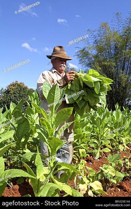 Tobacco farmer with hat picking tobacco leaves in field, tobacco, bamboo behind, Valle de Viñales, Viñales Valley, UNESCO World Heritage Site