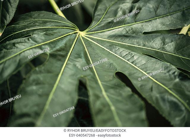 Green Leaves Of Fatsia Japonica In Botanical Garden