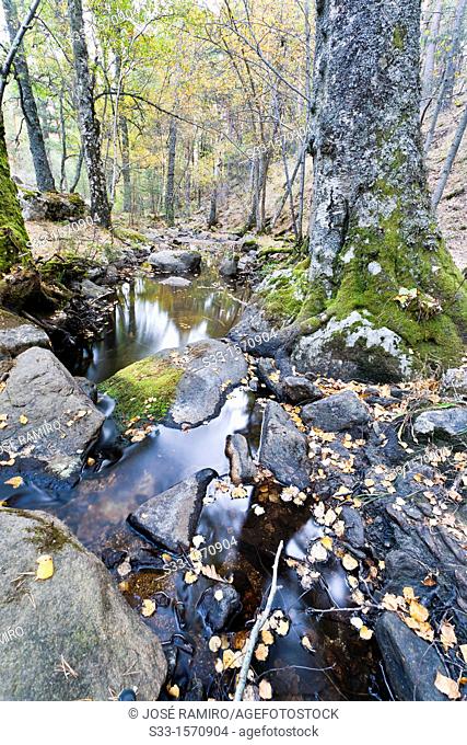The Sestil stream in the Sierra de Guadarrama  Canencia  Madrid  Spain