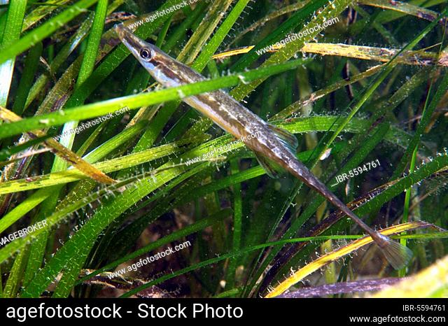 Fifteen-spined (Spinachia spinachia) Stickleback adult, swimming amongst eelgrass, Studland Bay, Isle of Purbeck, Dorset, England, United Kingdom, Europe