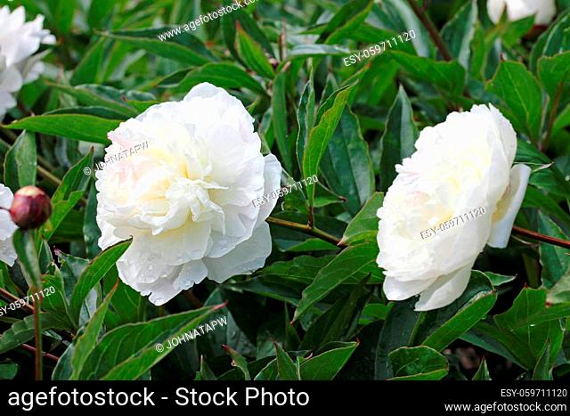 White double peony, Paeonia lactiflora variety Festiva Maxima, flowers with other flowers and buds blurred in the background of leaves