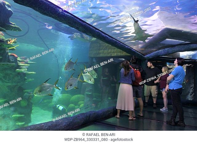 SYDNEY - FEB 21 2019:Visitors looking at fish in Sea Life Aquarium in Sydney New South Wales Australia that displaying more than 700 species and 13