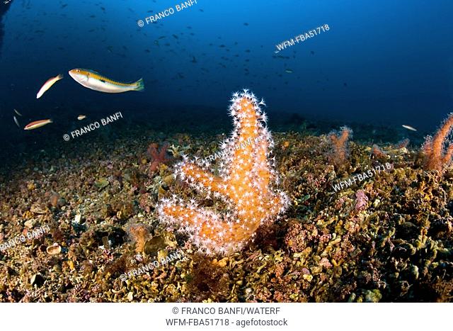 Sea Finger Soft Coral, Alcyonium palmatum, Marettimo, Aegadian Islands, Sicily, Mediterranean Sea, Italy