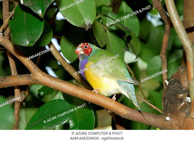 Lady Gouldian Finch, Florida captive species