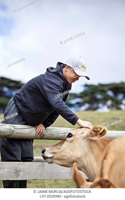 A young farm hand with jersey cow, south Gippsland, Victoria state Australia	1015